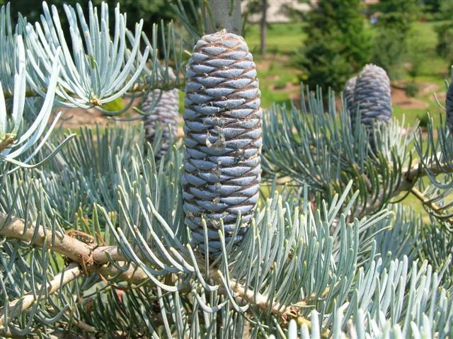 Abies concolor (Jodła kalifornijska)