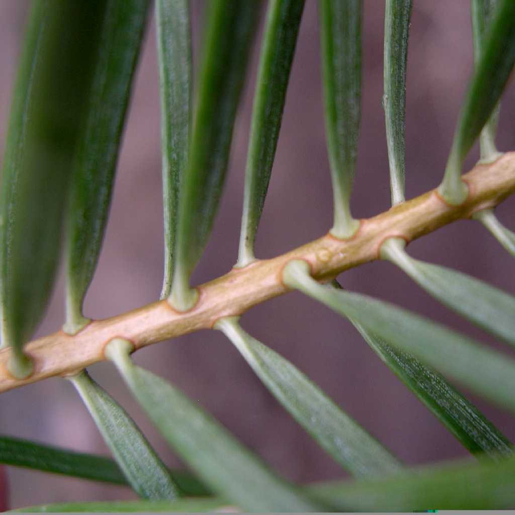 Abies concolor (Jodła kalifornijska)
