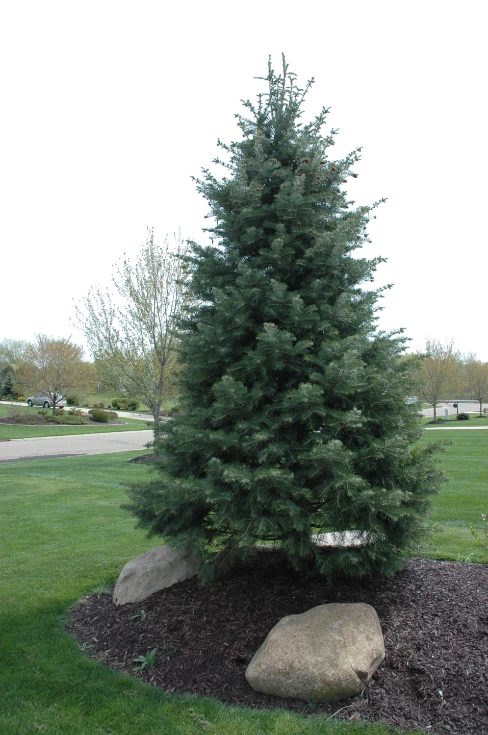 Abies concolor (Jodła kalifornijska)