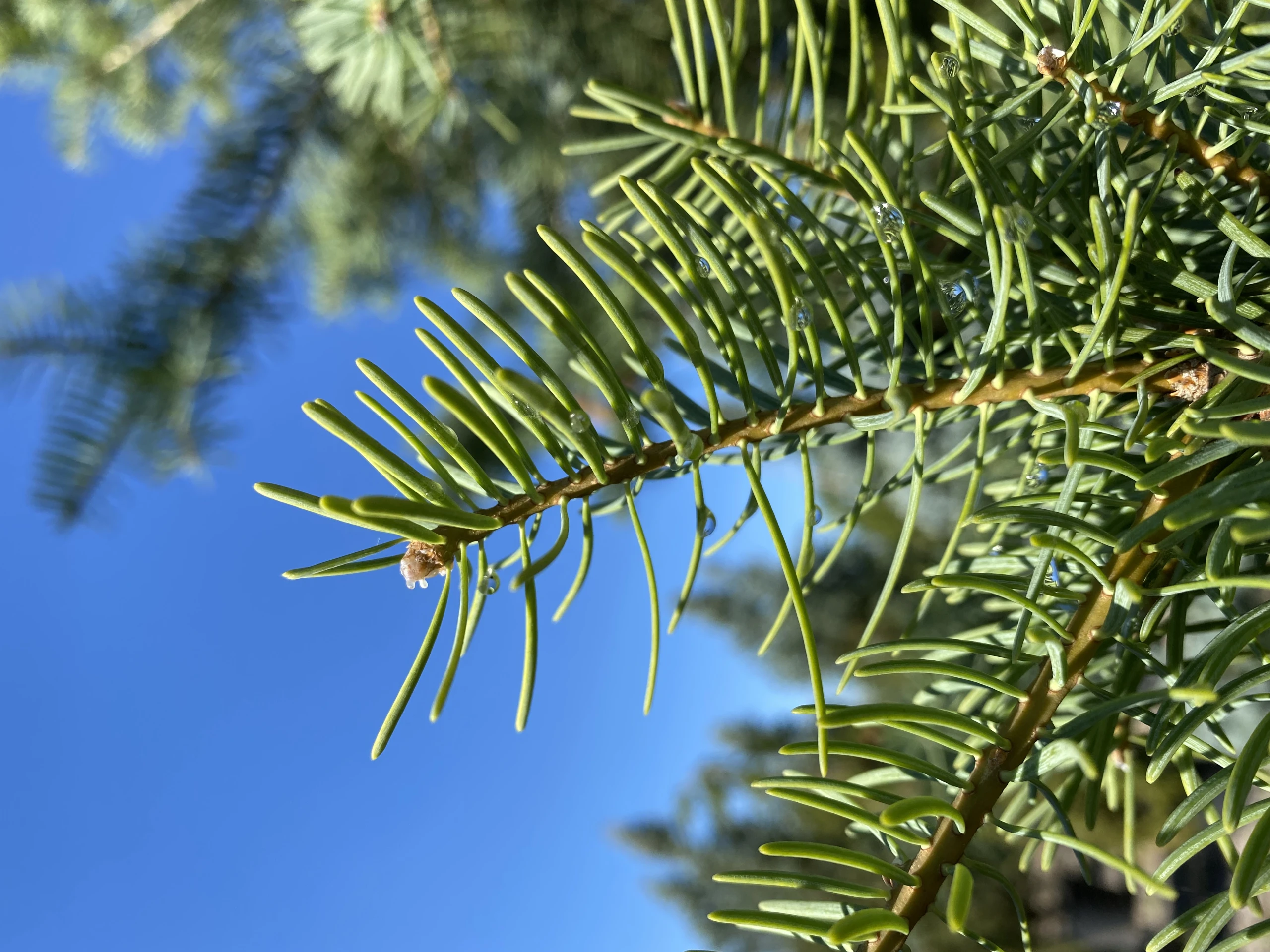 Abies concolor (Jodła kalifornijska)