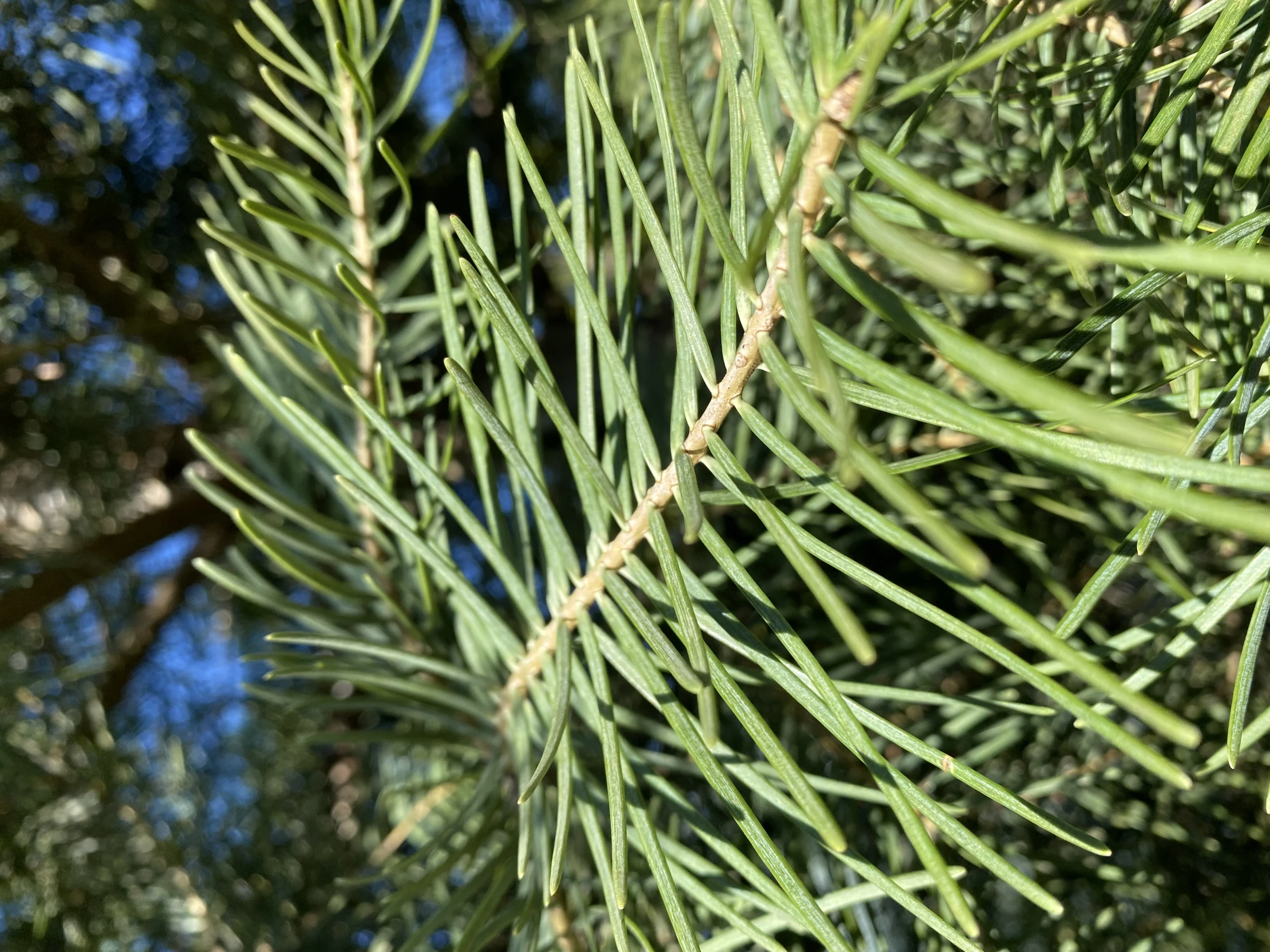Abies concolor (Jodła kalifornijska)