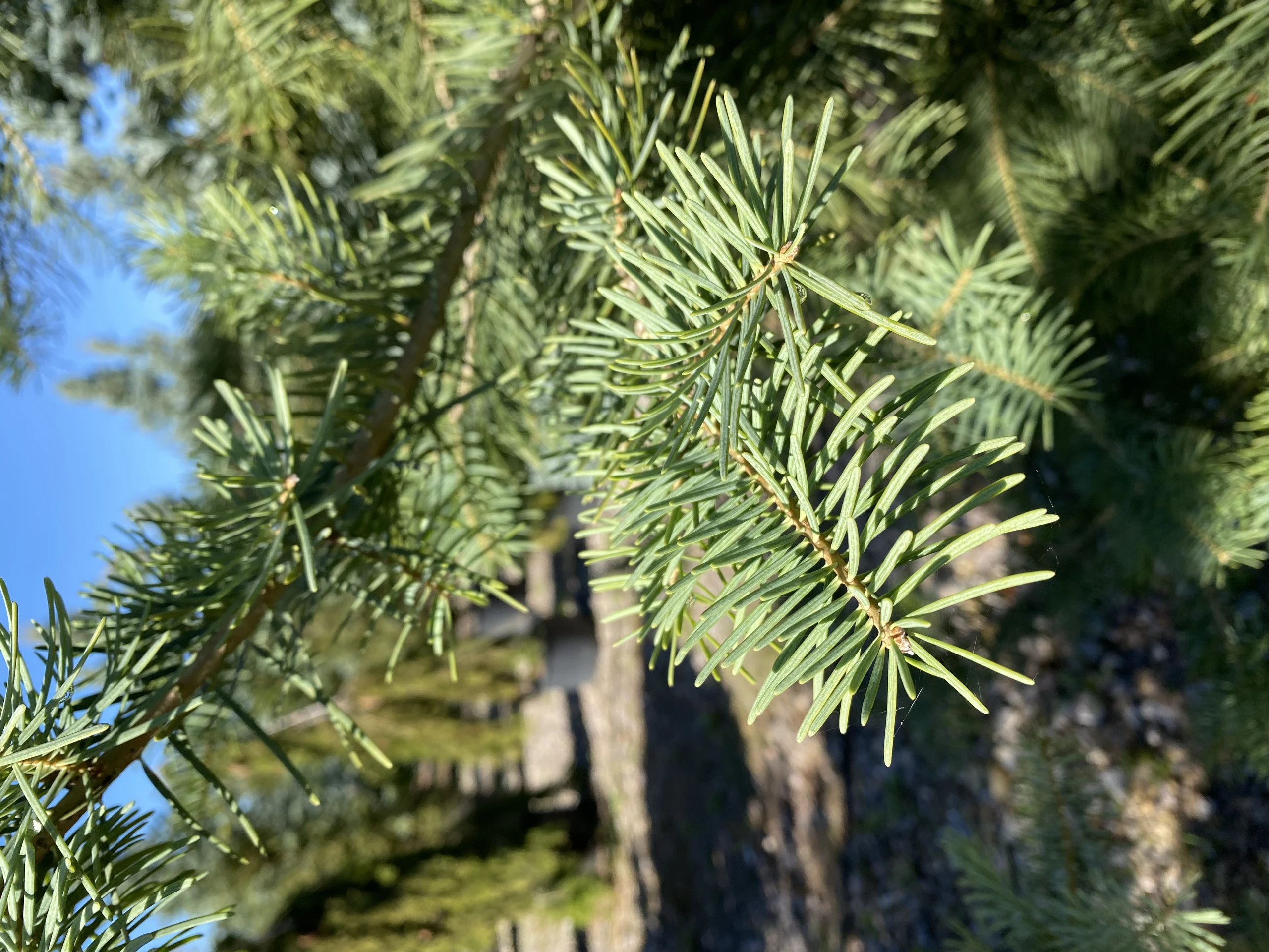 Abies concolor (Jodła kalifornijska)