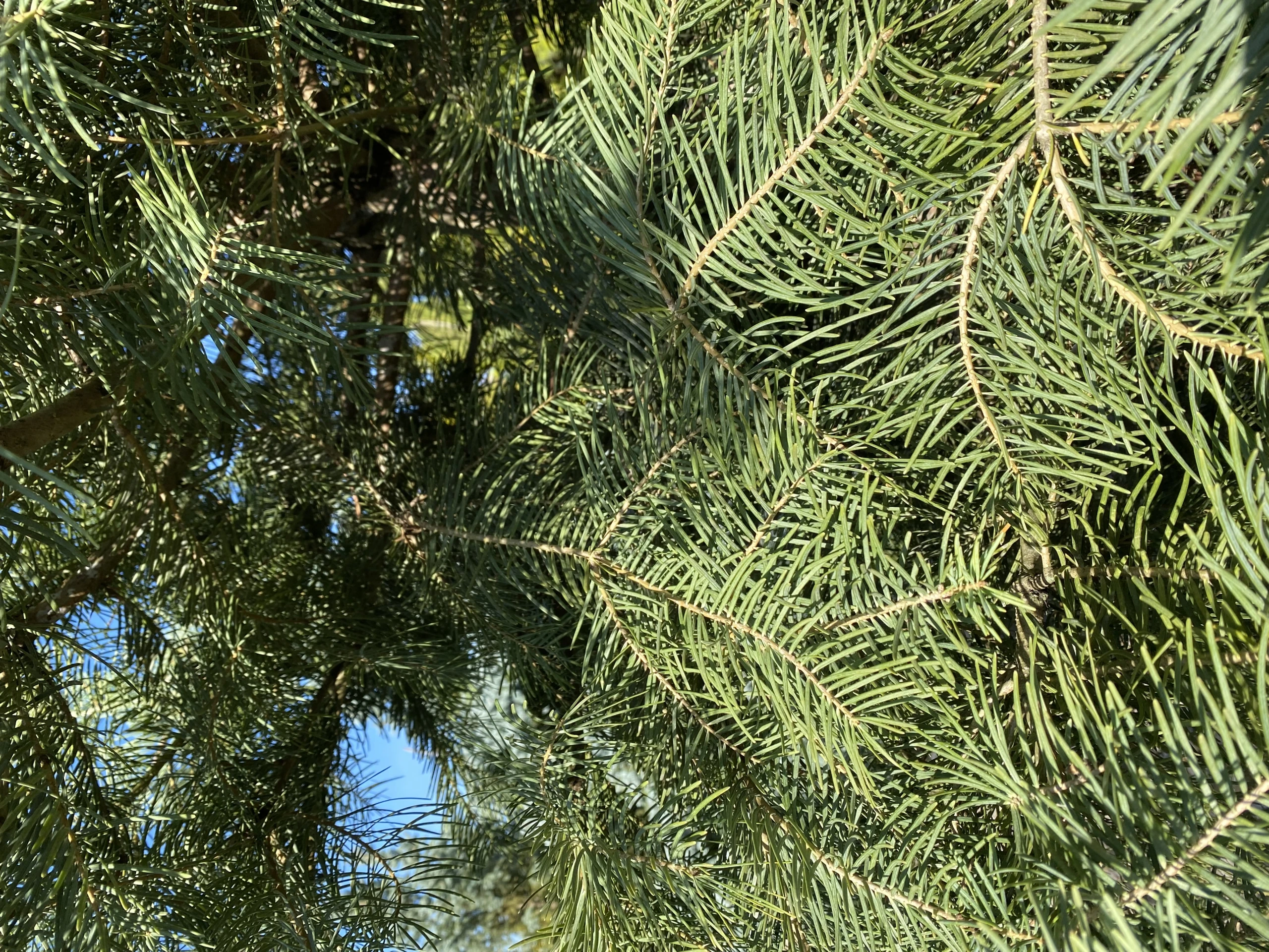 Abies concolor (Jodła kalifornijska)