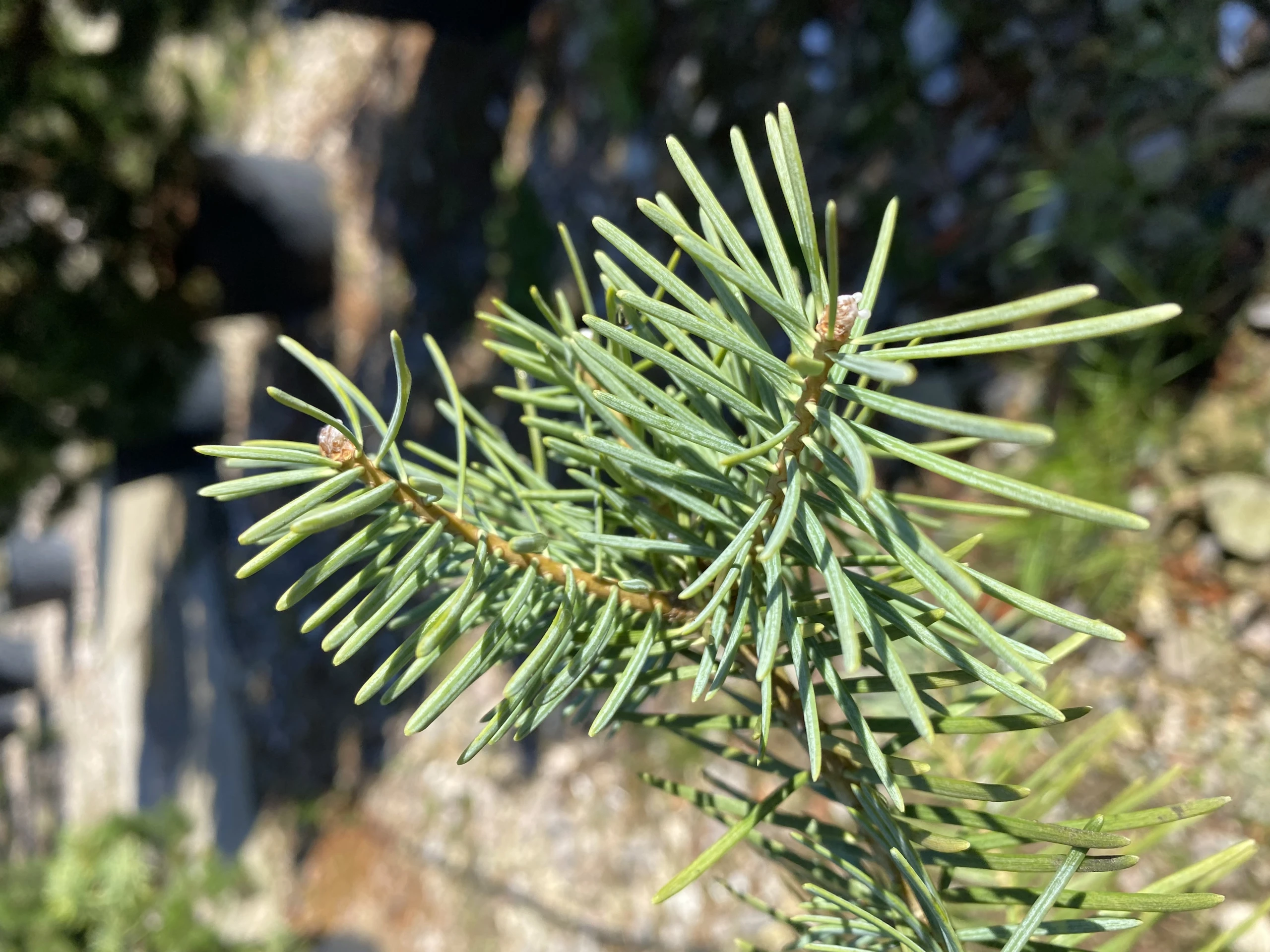 Abies concolor (Jodła kalifornijska)