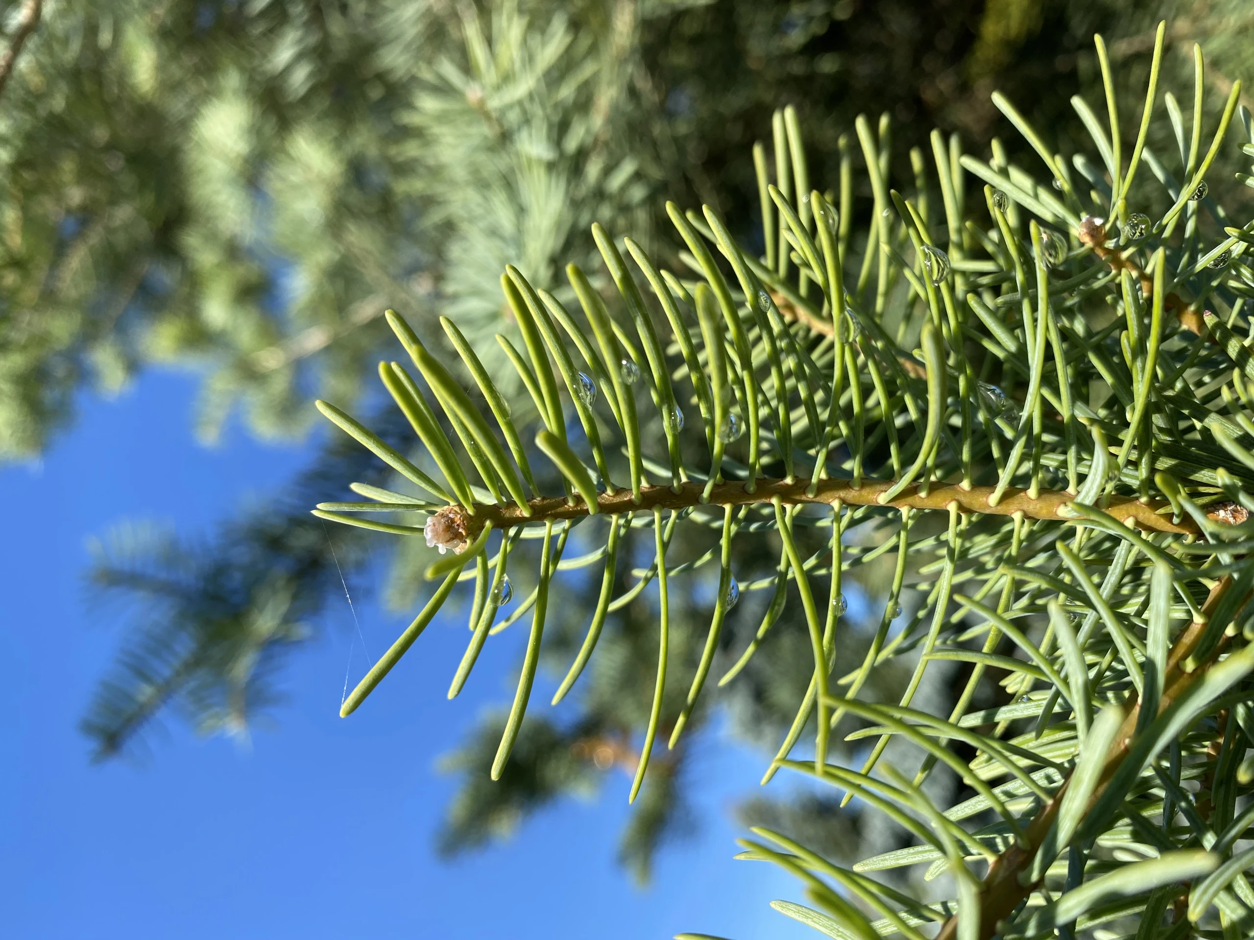 Abies concolor (Jodła kalifornijska)