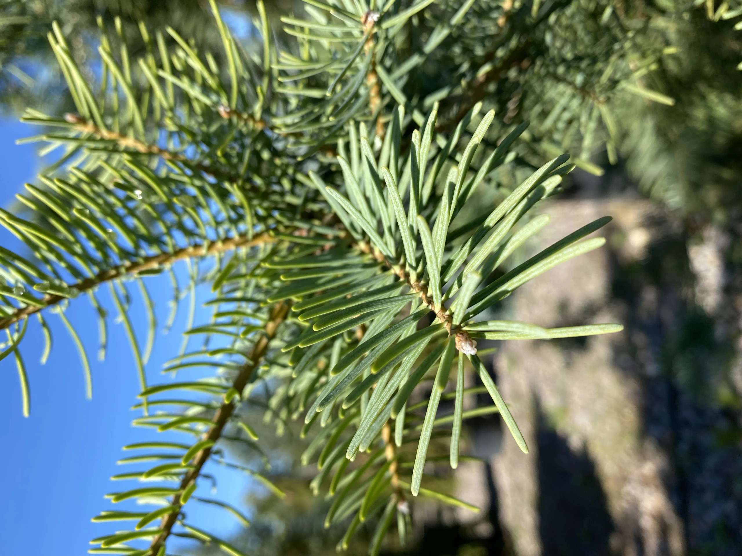Abies concolor (Jodła kalifornijska)