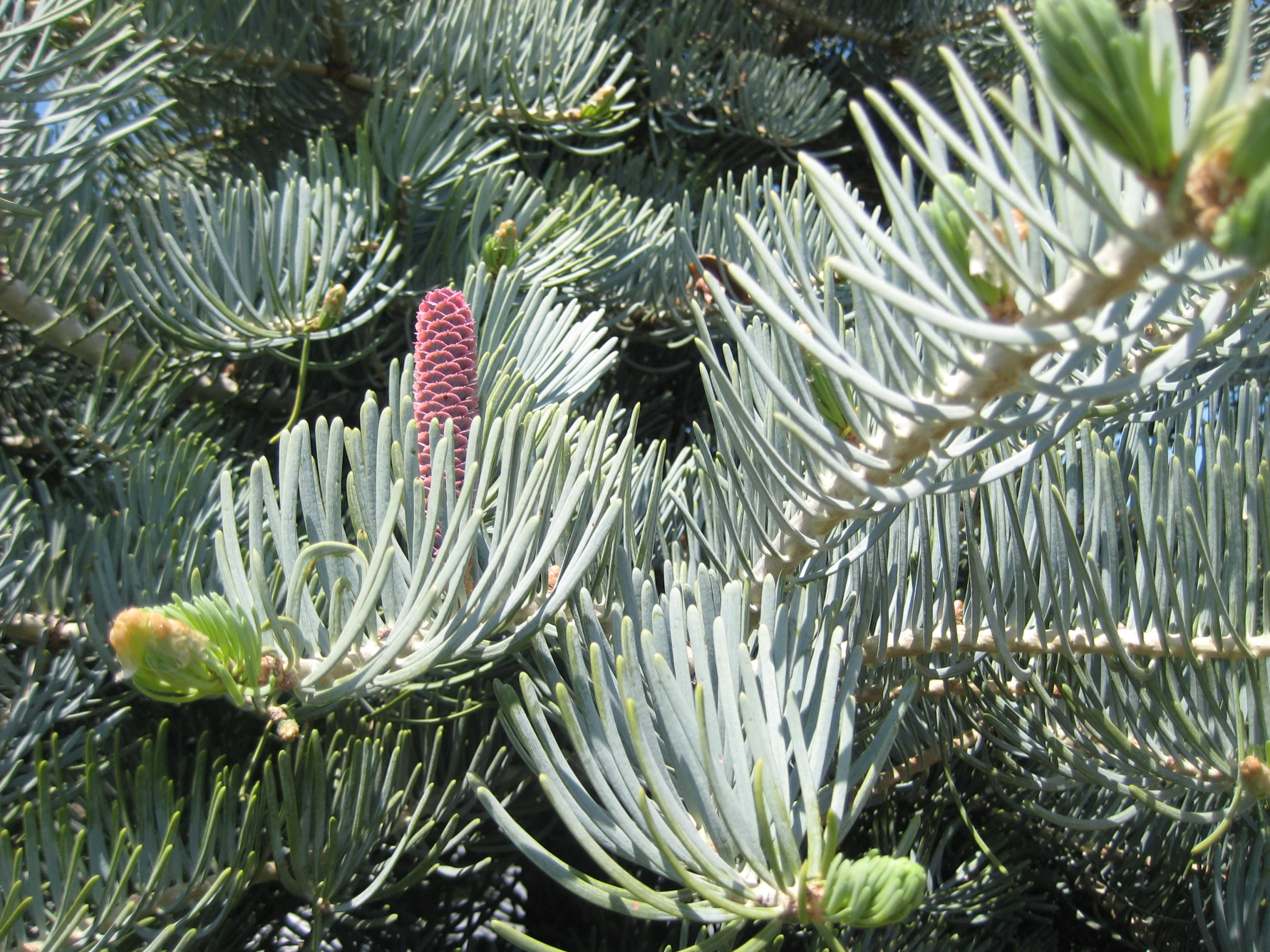 Abies concolor (Jodła kalifornijska)