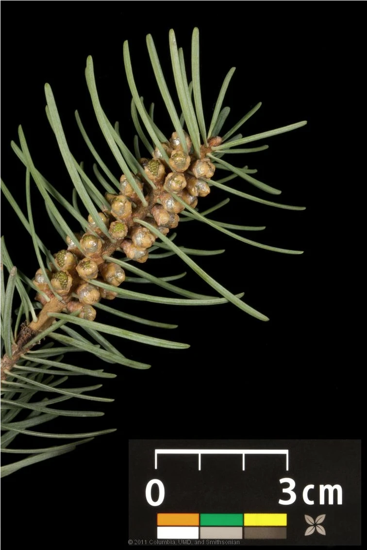 Abies concolor (Jodła kalifornijska)