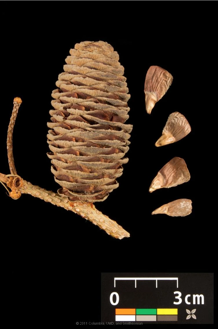 Abies concolor (Jodła kalifornijska)