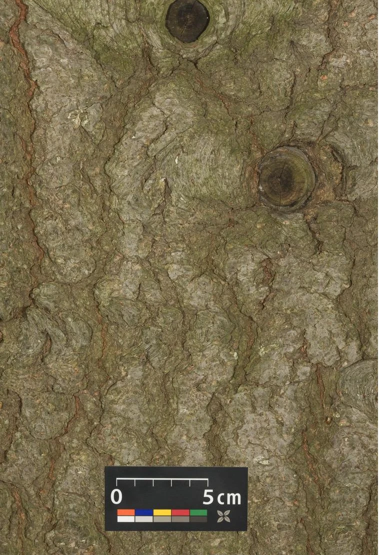 Abies concolor (Jodła kalifornijska)