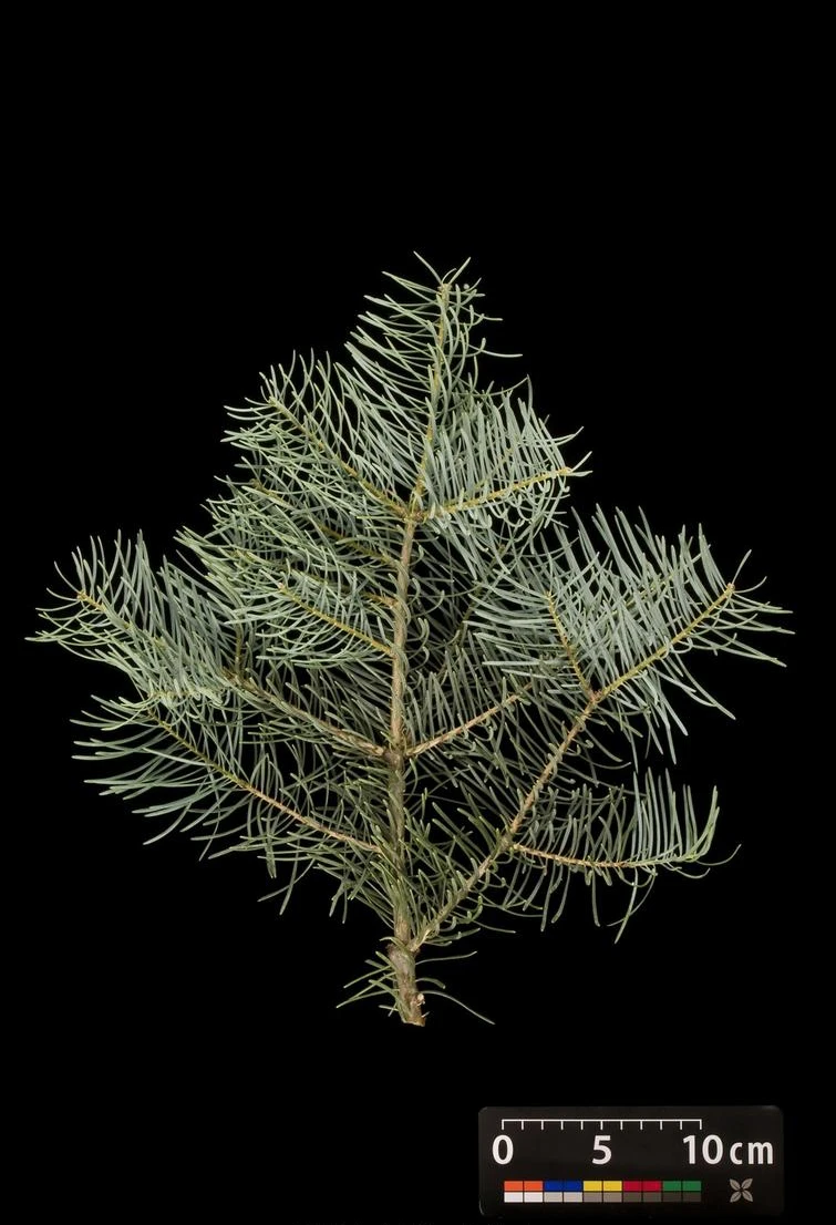 Abies concolor (Jodła kalifornijska)