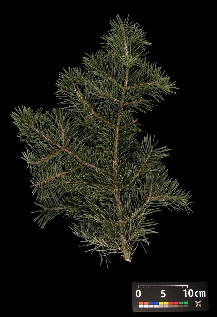 Abies concolor (Jodła kalifornijska)