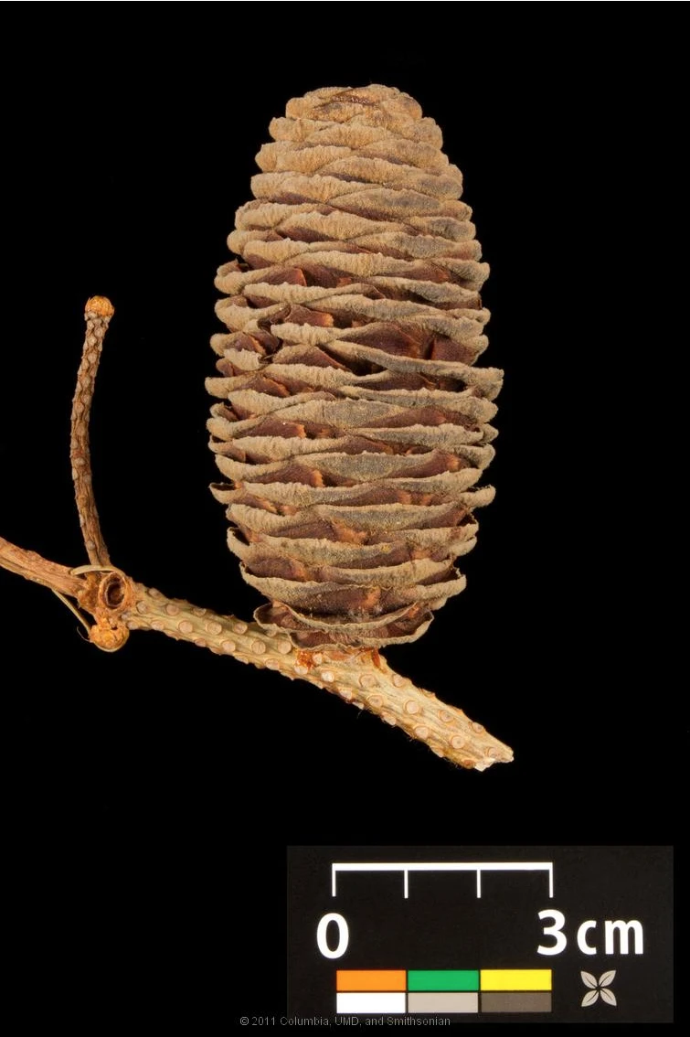 Abies concolor (Jodła kalifornijska)