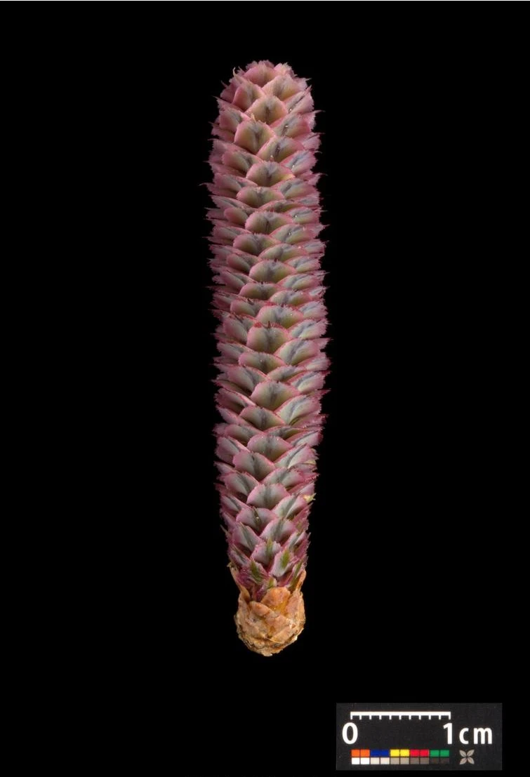 Abies concolor (Jodła kalifornijska)