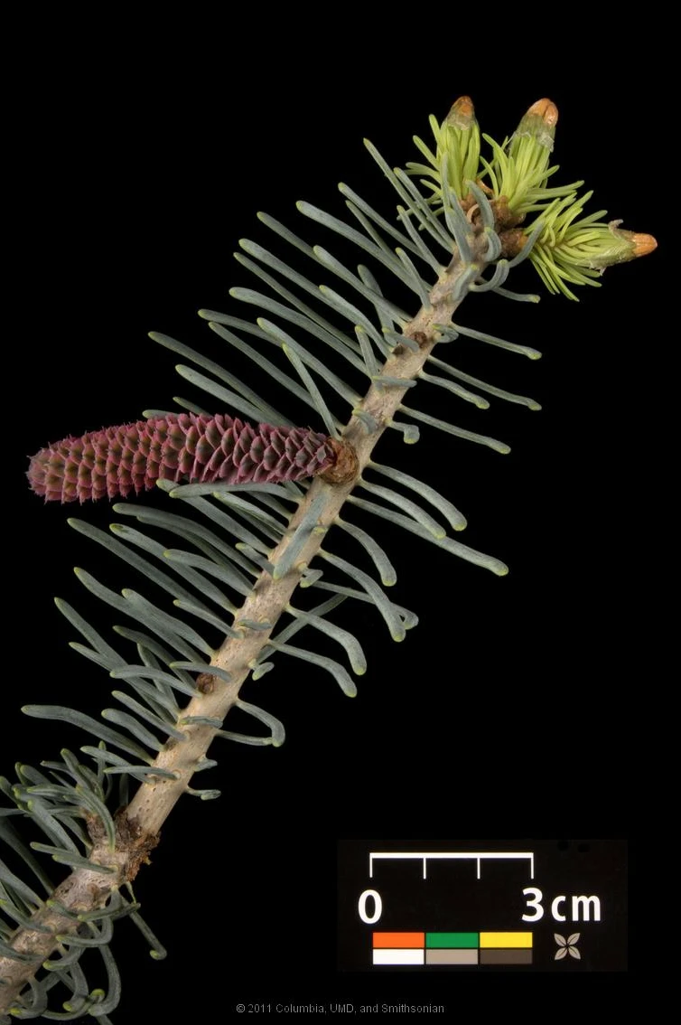 Abies concolor (Jodła kalifornijska)