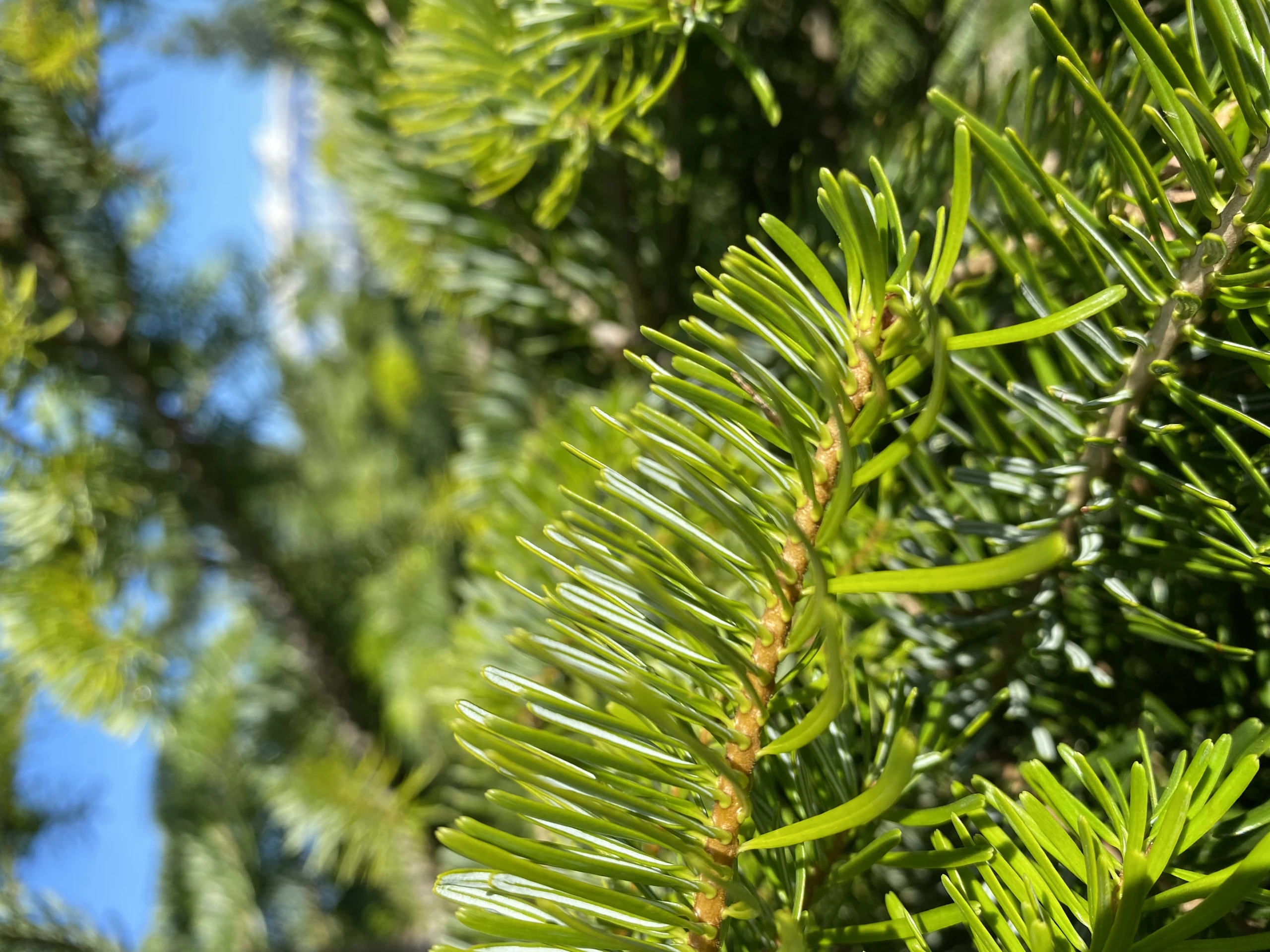Abies nordmanniana (Jodła kaukaska)