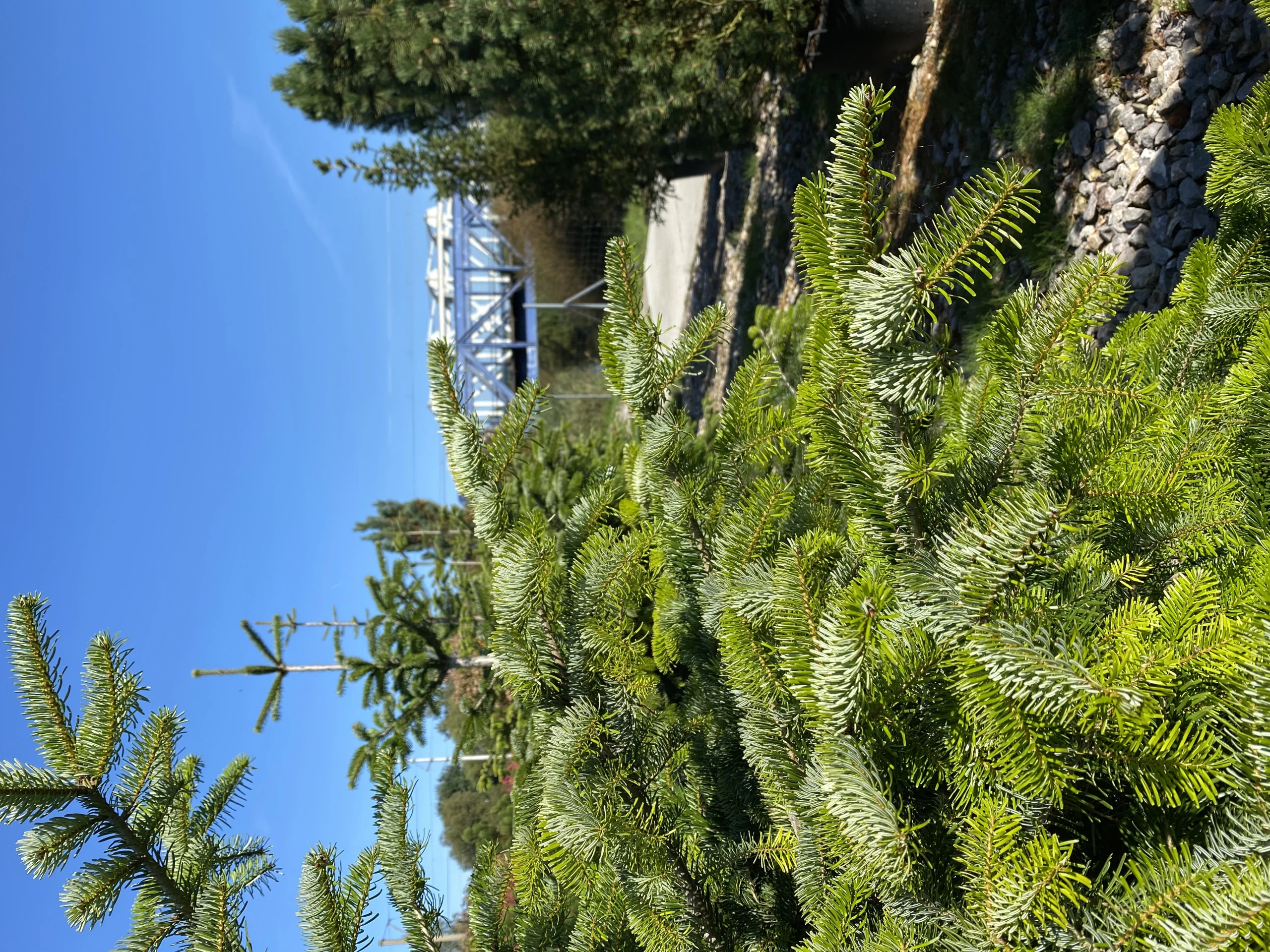 Abies nordmanniana (Jodła kaukaska)