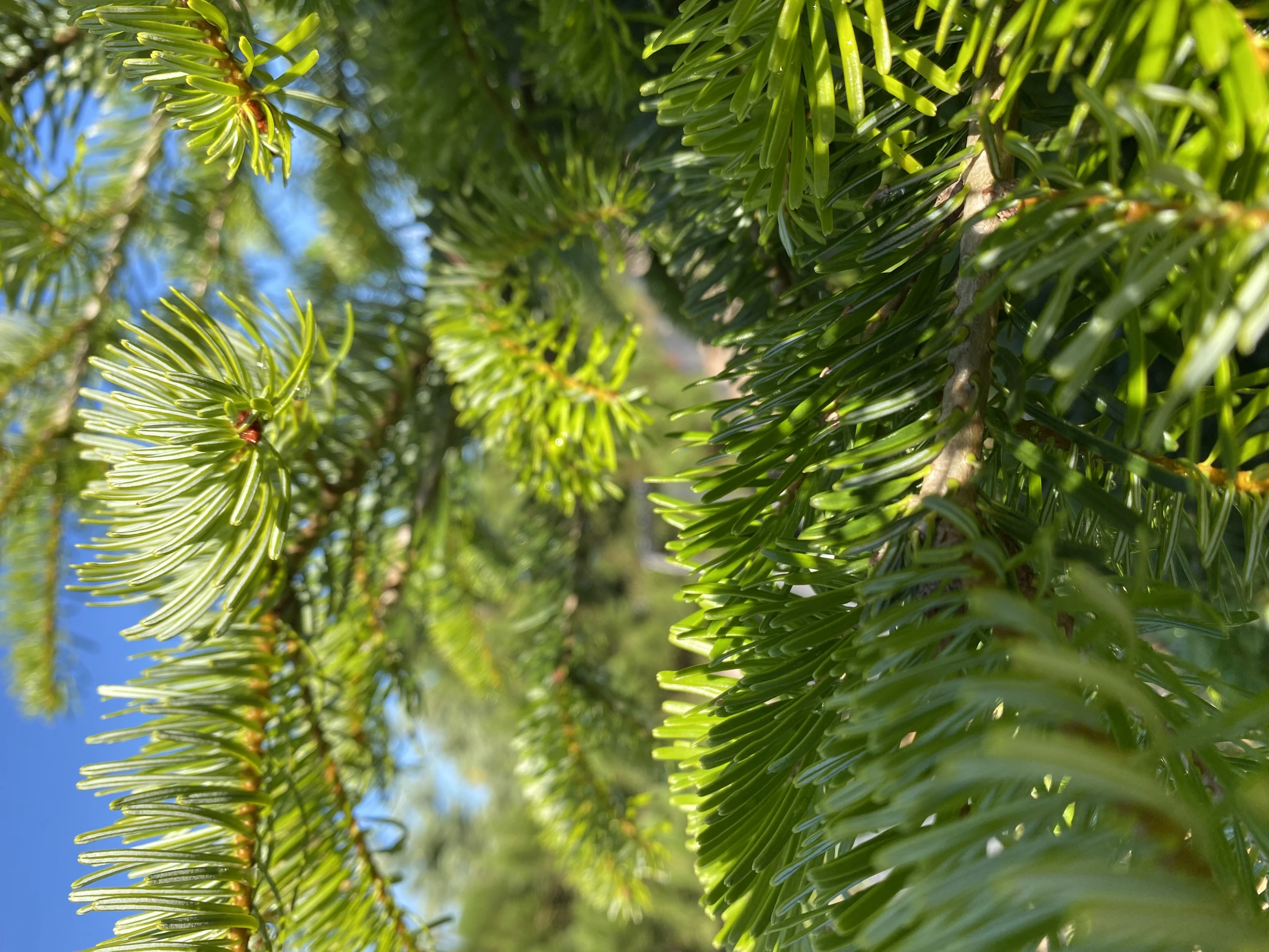 Abies nordmanniana (Jodła kaukaska)