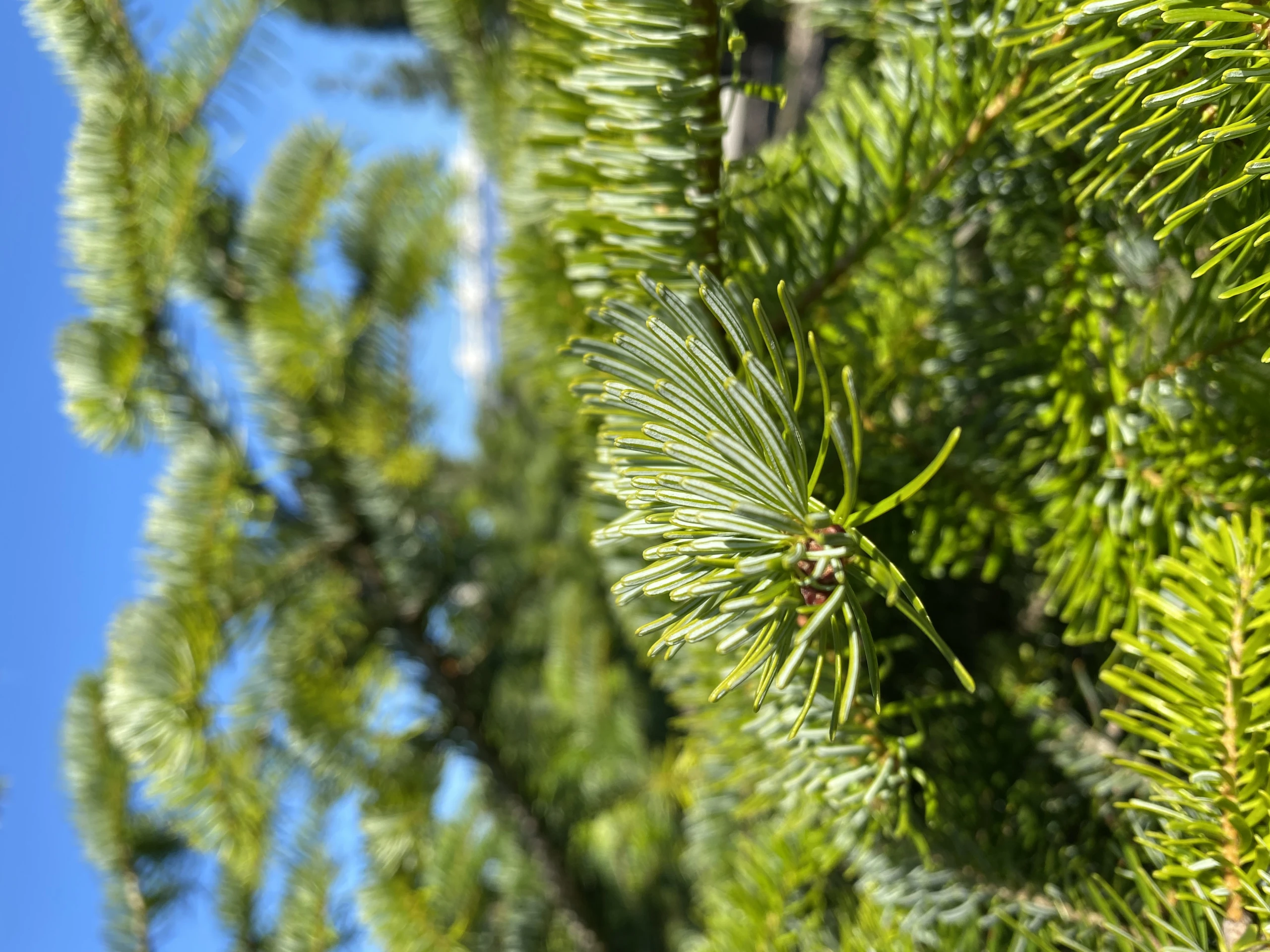 Abies nordmanniana (Jodła kaukaska)
