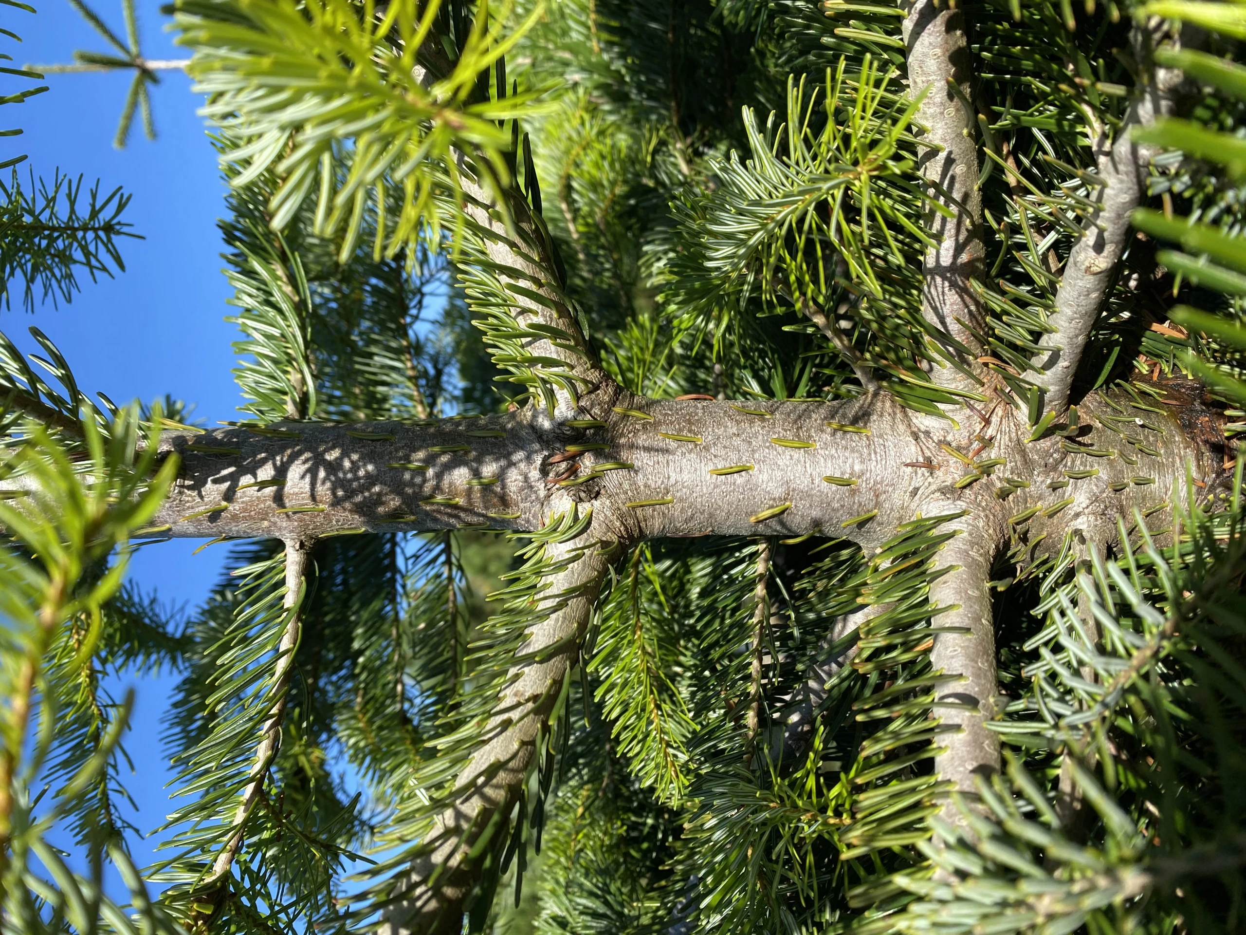 Abies nordmanniana (Jodła kaukaska)