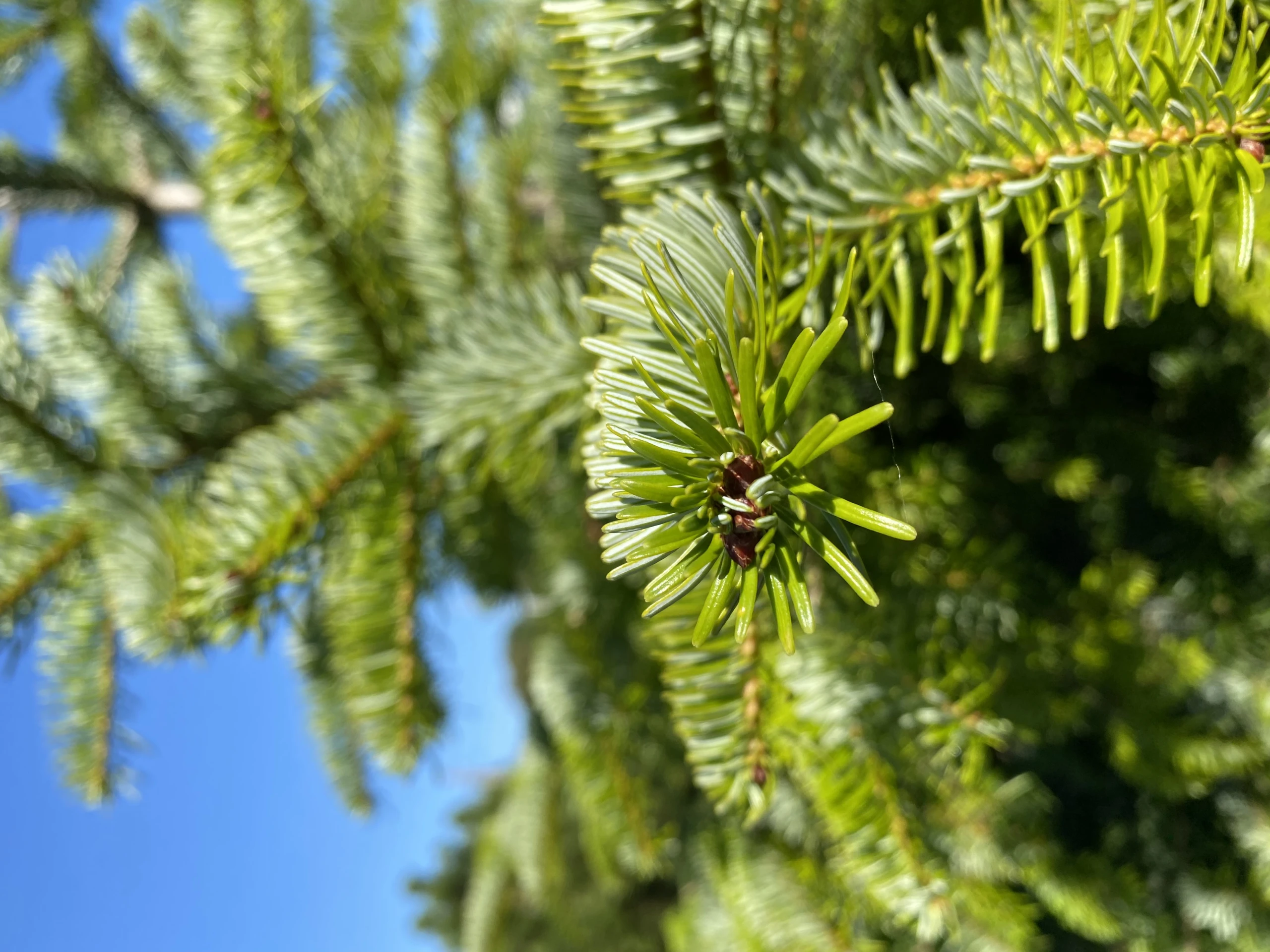 Abies nordmanniana (Jodła kaukaska)