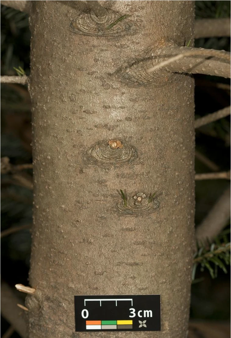 Abies nordmanniana (Jodła kaukaska)