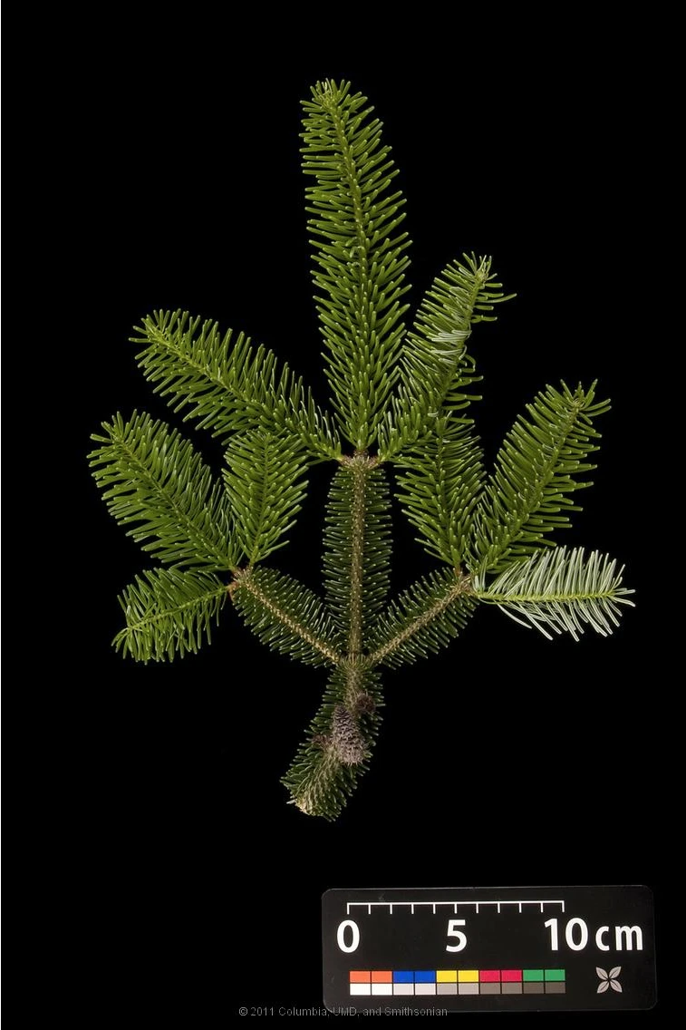 Abies nordmanniana (Jodła kaukaska)