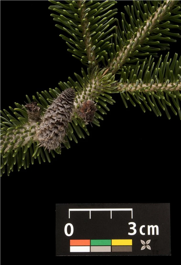Abies nordmanniana (Jodła kaukaska)
