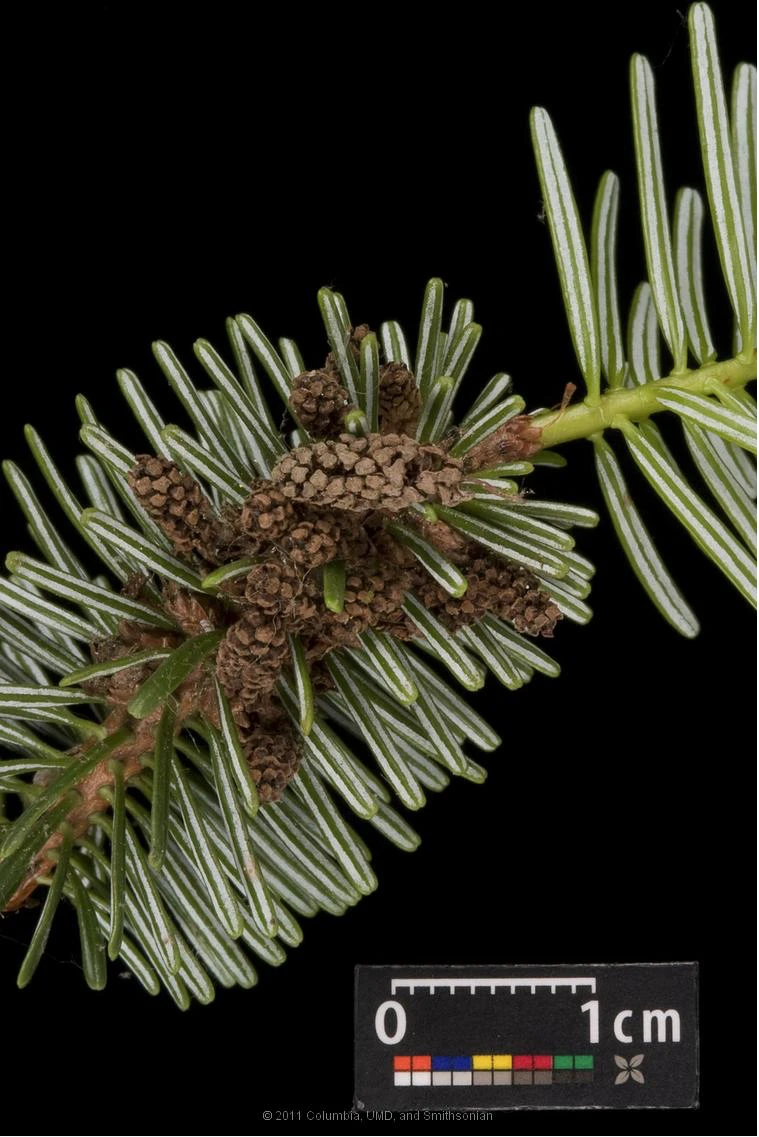Abies nordmanniana (Jodła kaukaska)