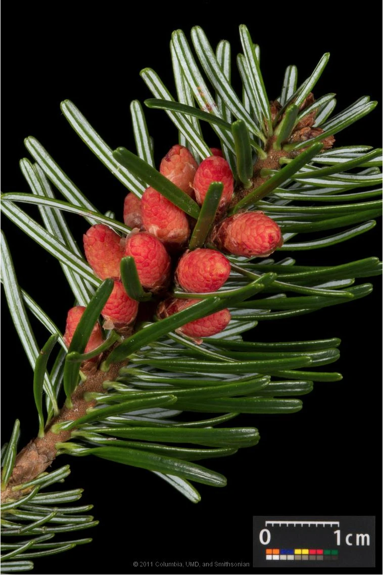 Abies nordmanniana (Jodła kaukaska)