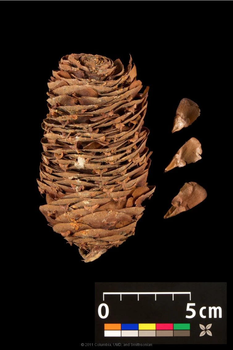Abies nordmanniana (Jodła kaukaska)