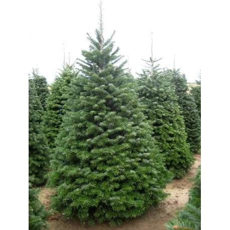 Abies nordmanniana (Jodła kaukaska)