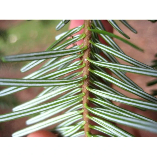 Abies nordmanniana (Jodła kaukaska)