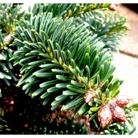 Abies nordmanniana (Jodła kaukaska)
