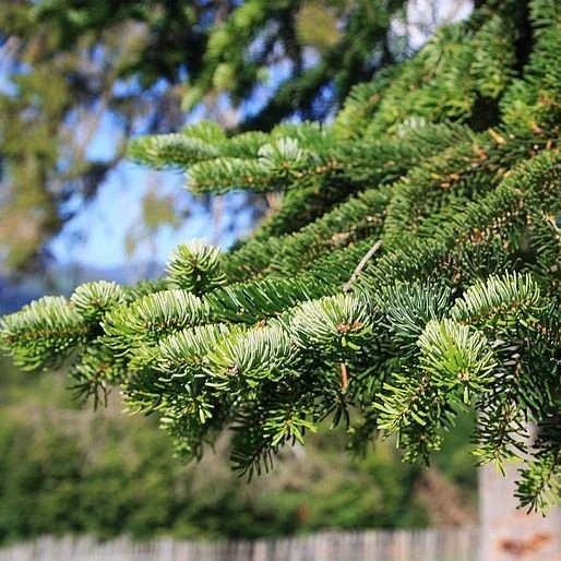 Abies nordmanniana (Jodła kaukaska)
