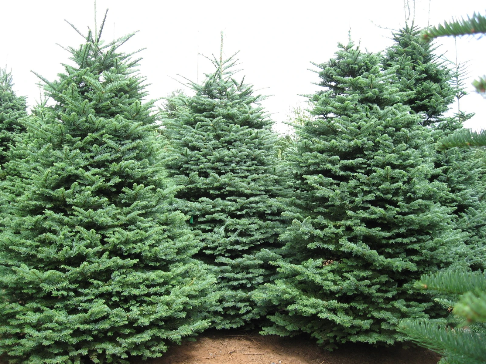 Abies nordmanniana (Jodła kaukaska)