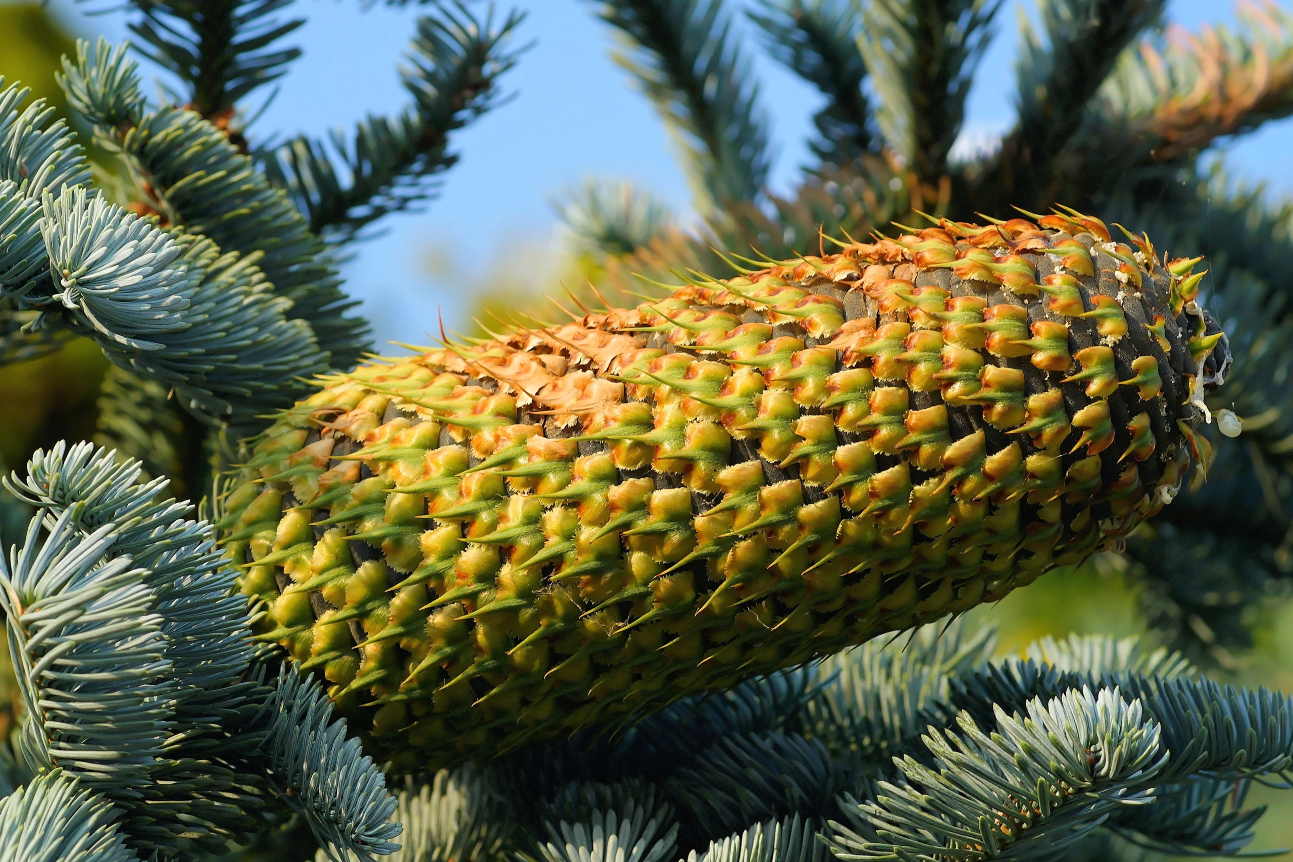 Abies procera 'Glauca' (Jodła szlachetna 'Glauca')
