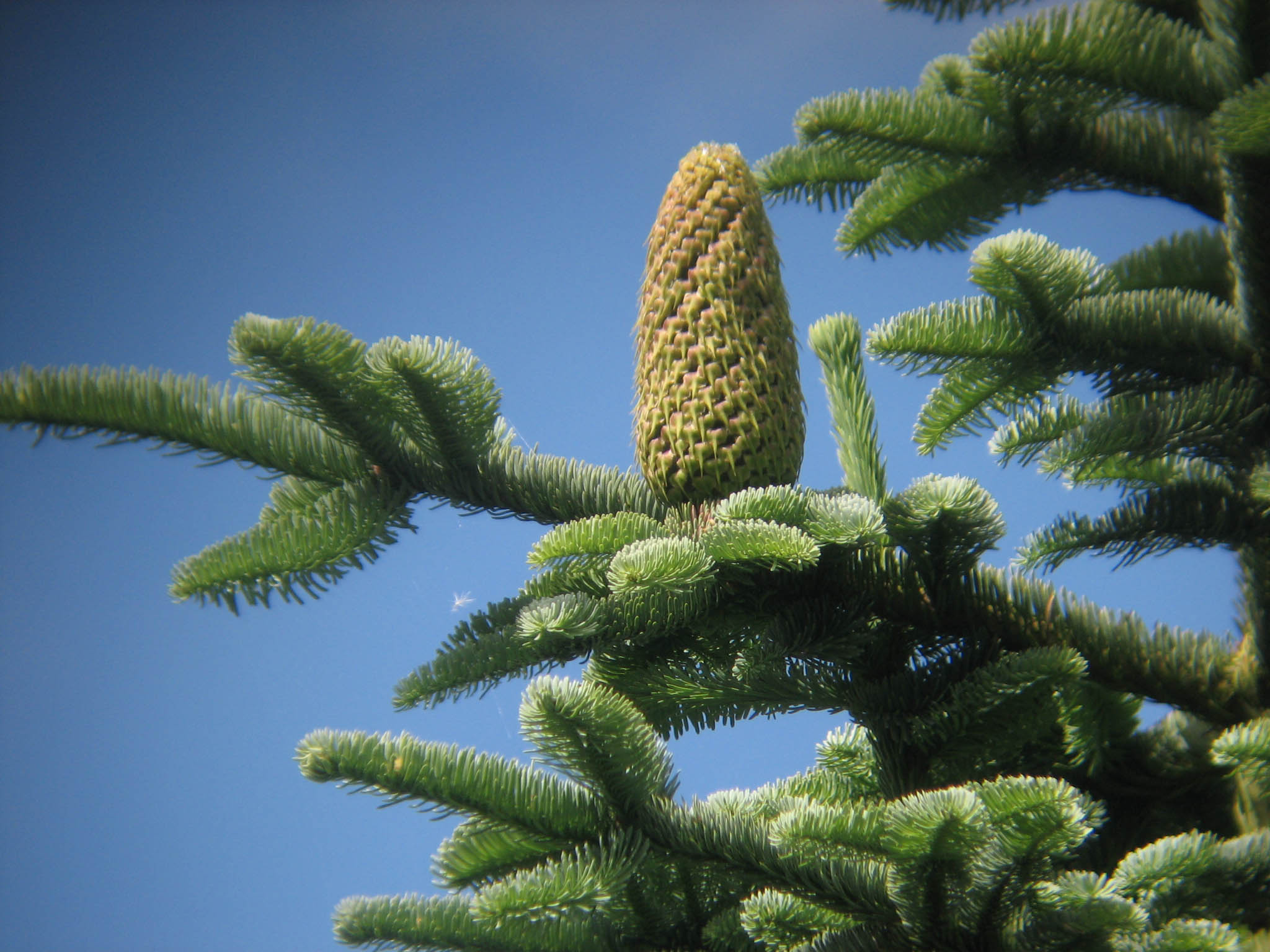 Abies procera 'Glauca' (Jodła szlachetna 'Glauca')