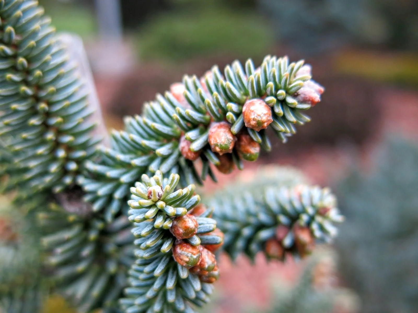 Abies procera 'Glauca' (Jodła szlachetna 'Glauca')