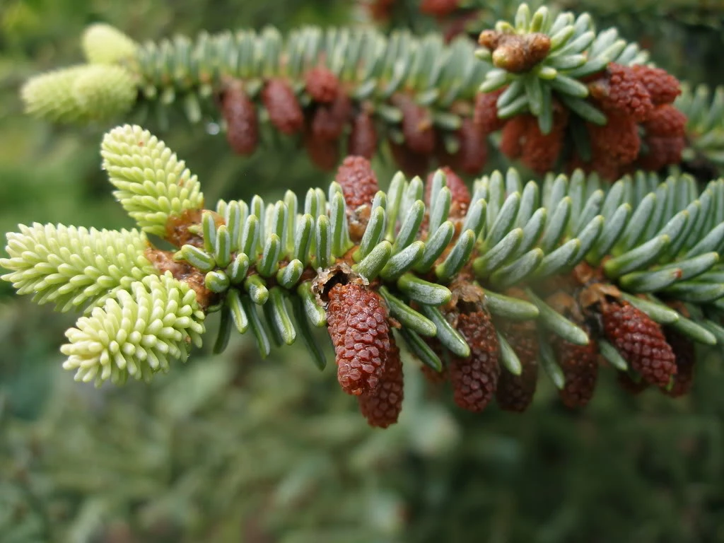 Abies procera 'Glauca' (Jodła szlachetna 'Glauca')