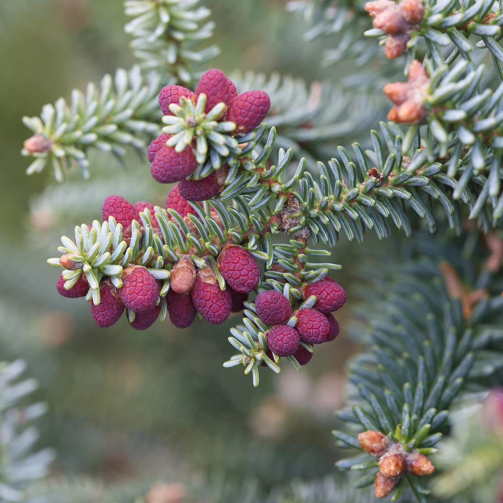 Abies procera 'Glauca' (Jodła szlachetna 'Glauca')