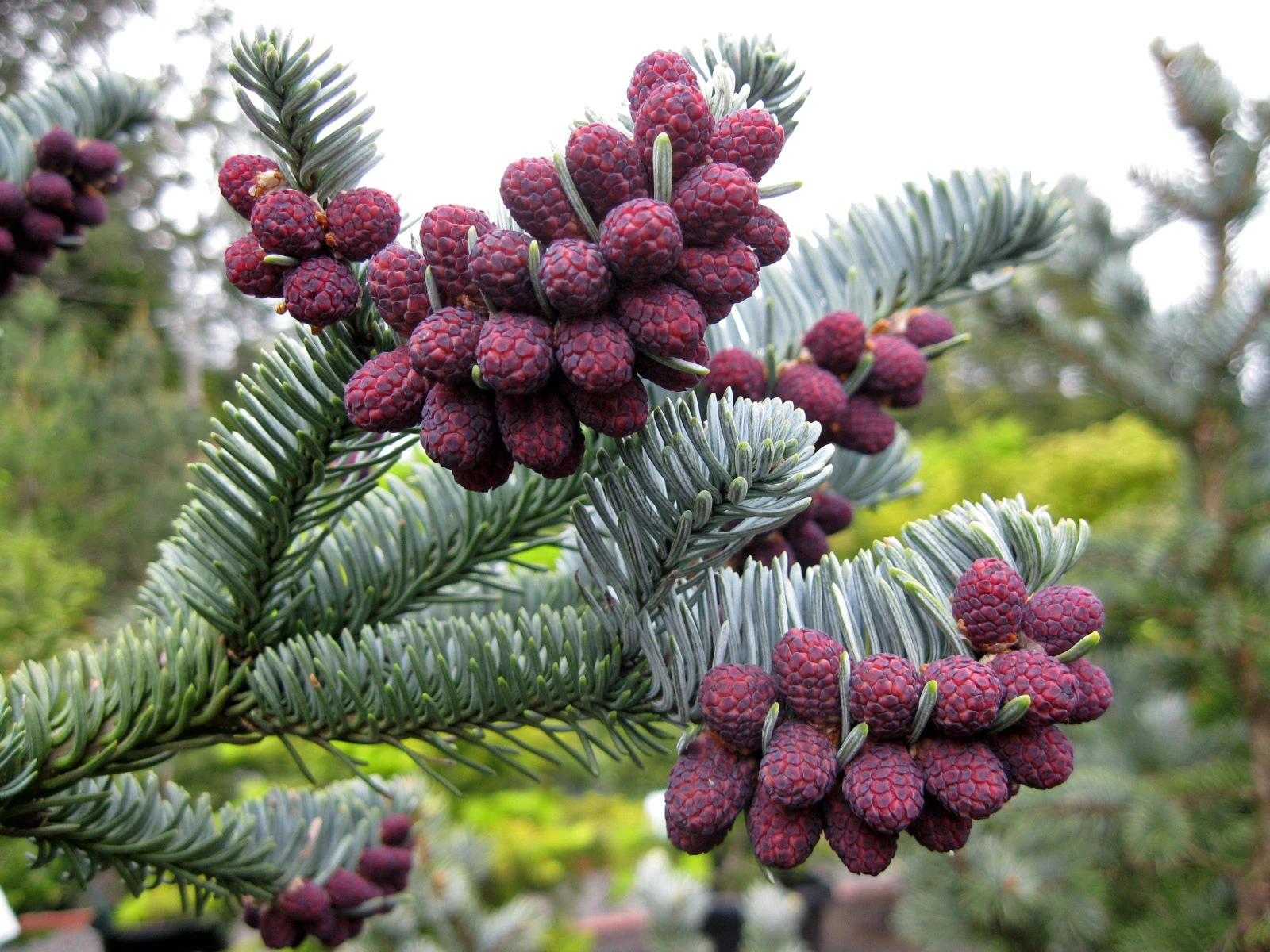 Abies procera 'Glauca' (Jodła szlachetna 'Glauca')