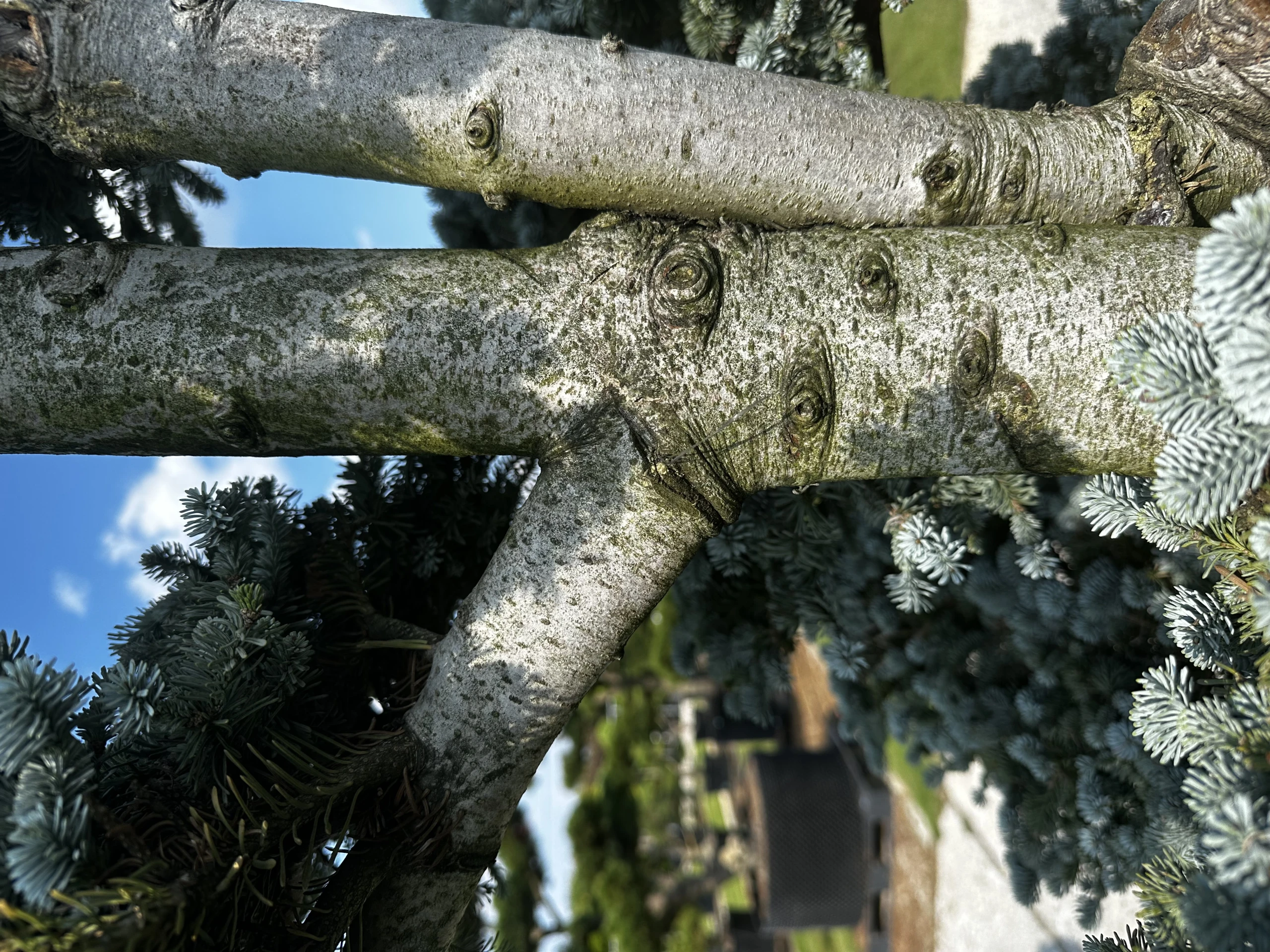 Abies procera 'Glauca' (Jodła szlachetna 'Glauca')