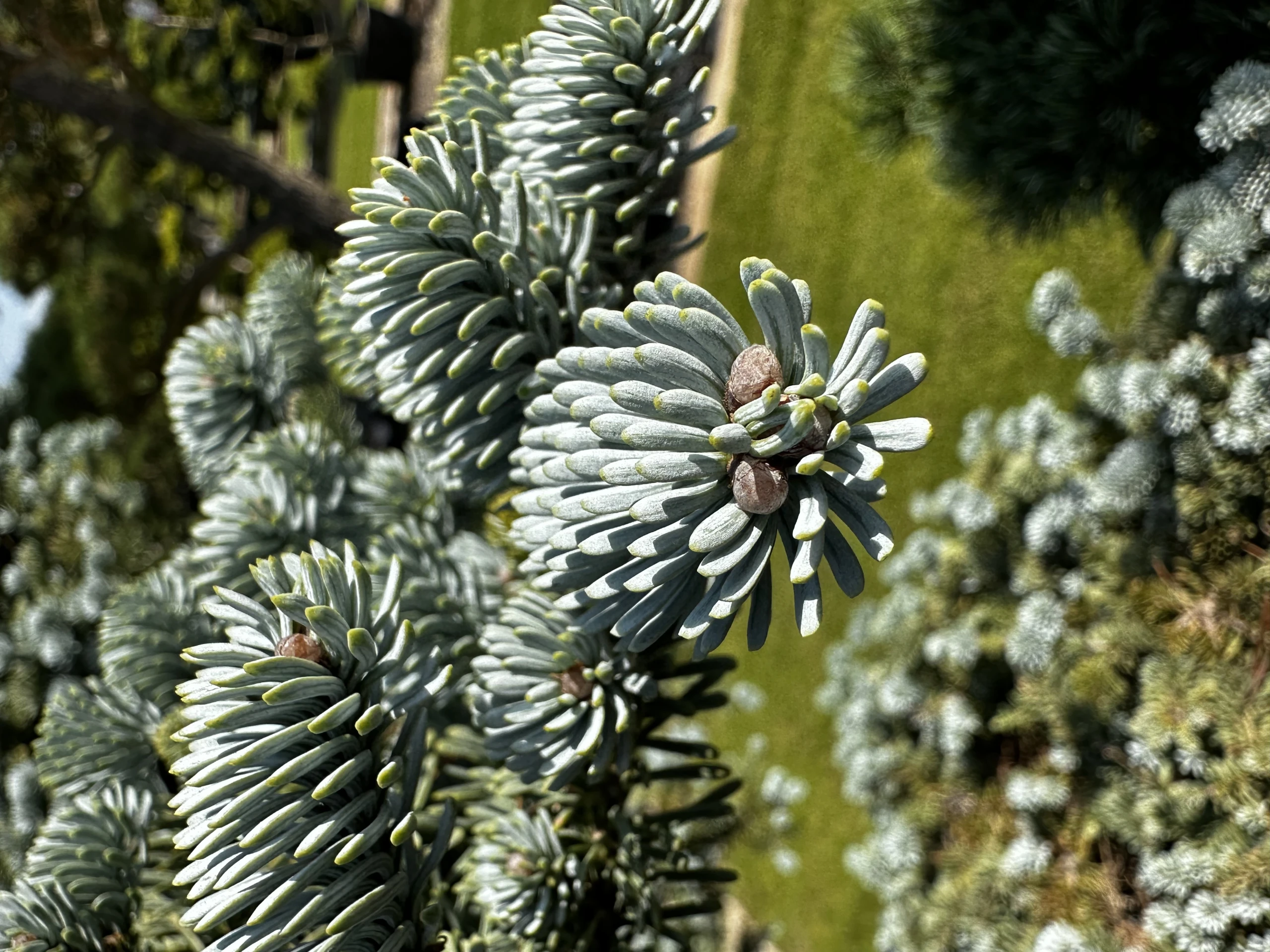 Abies procera 'Glauca' (Jodła szlachetna 'Glauca')