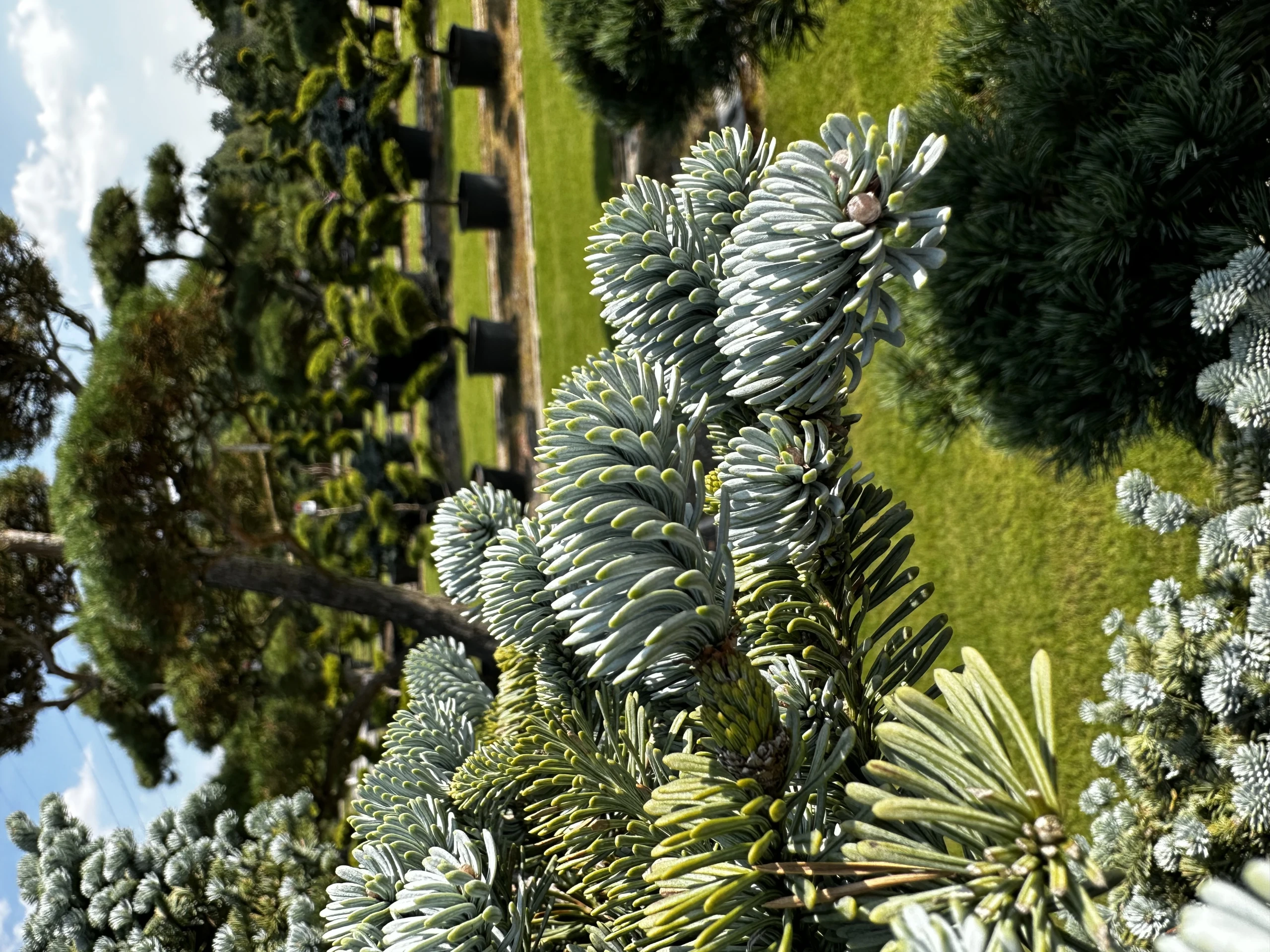 Abies procera 'Glauca' (Jodła szlachetna 'Glauca')