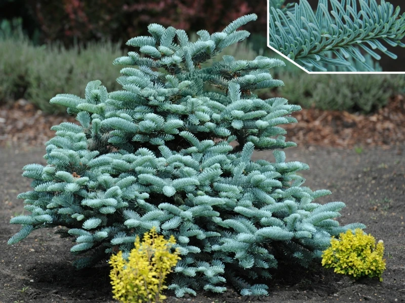 Abies procera 'Glauca' (Jodła szlachetna 'Glauca')