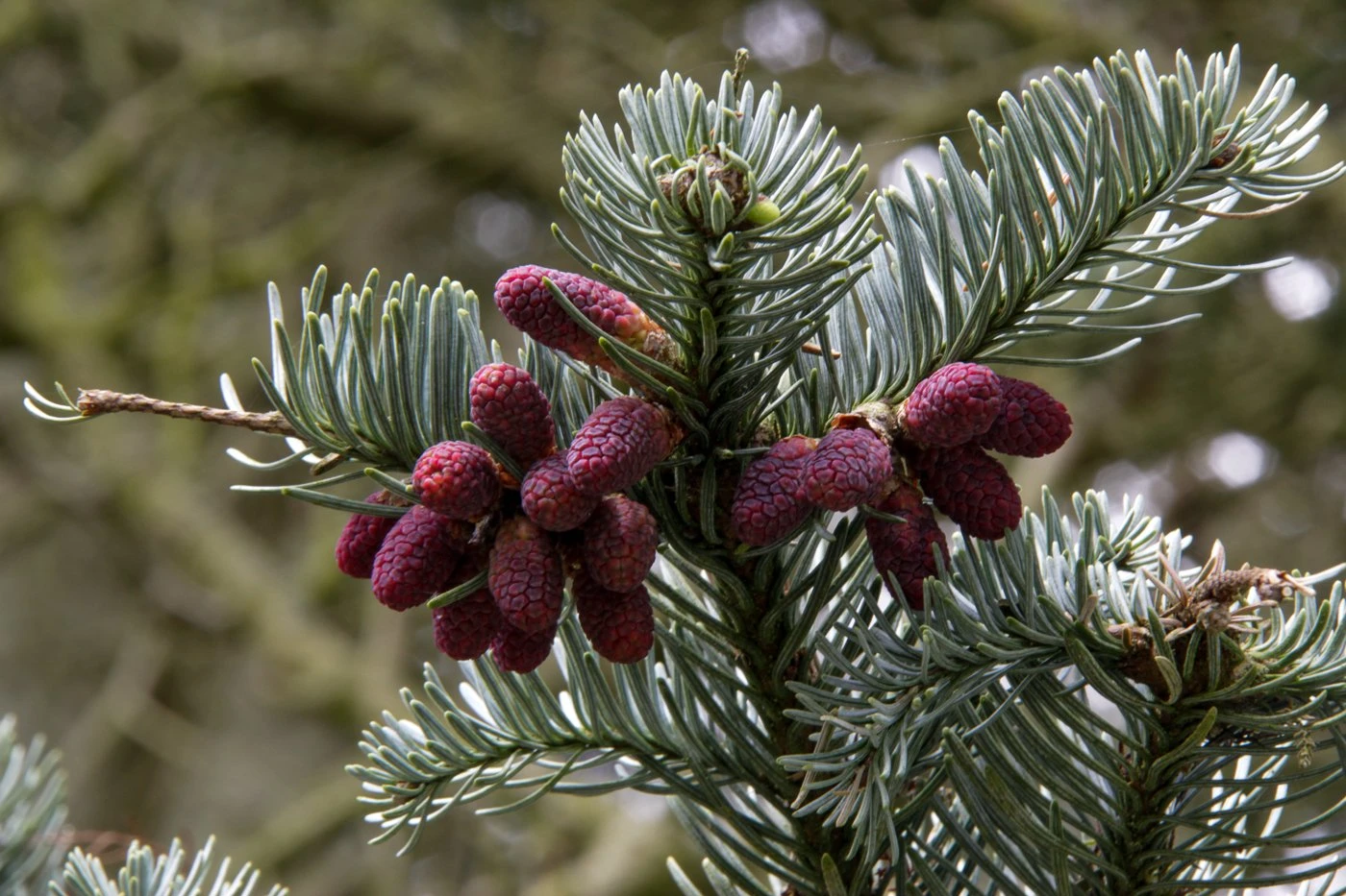 Abies procera 'Glauca' (Jodła szlachetna 'Glauca')