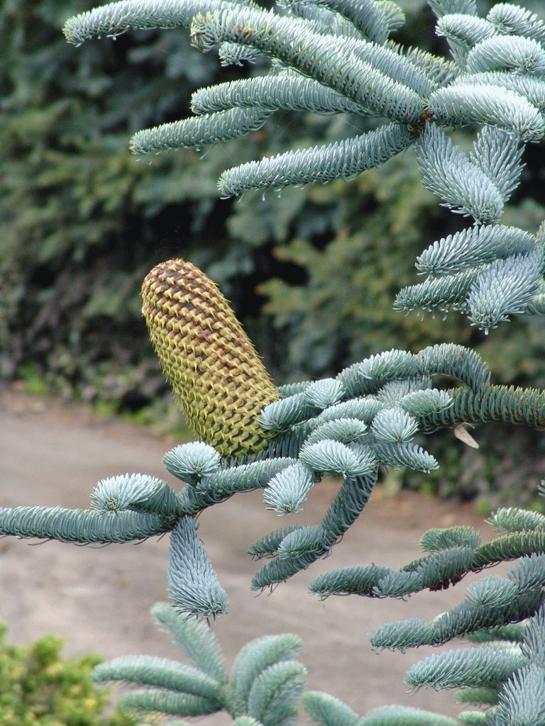 Abies procera 'Glauca' (Jodła szlachetna 'Glauca')