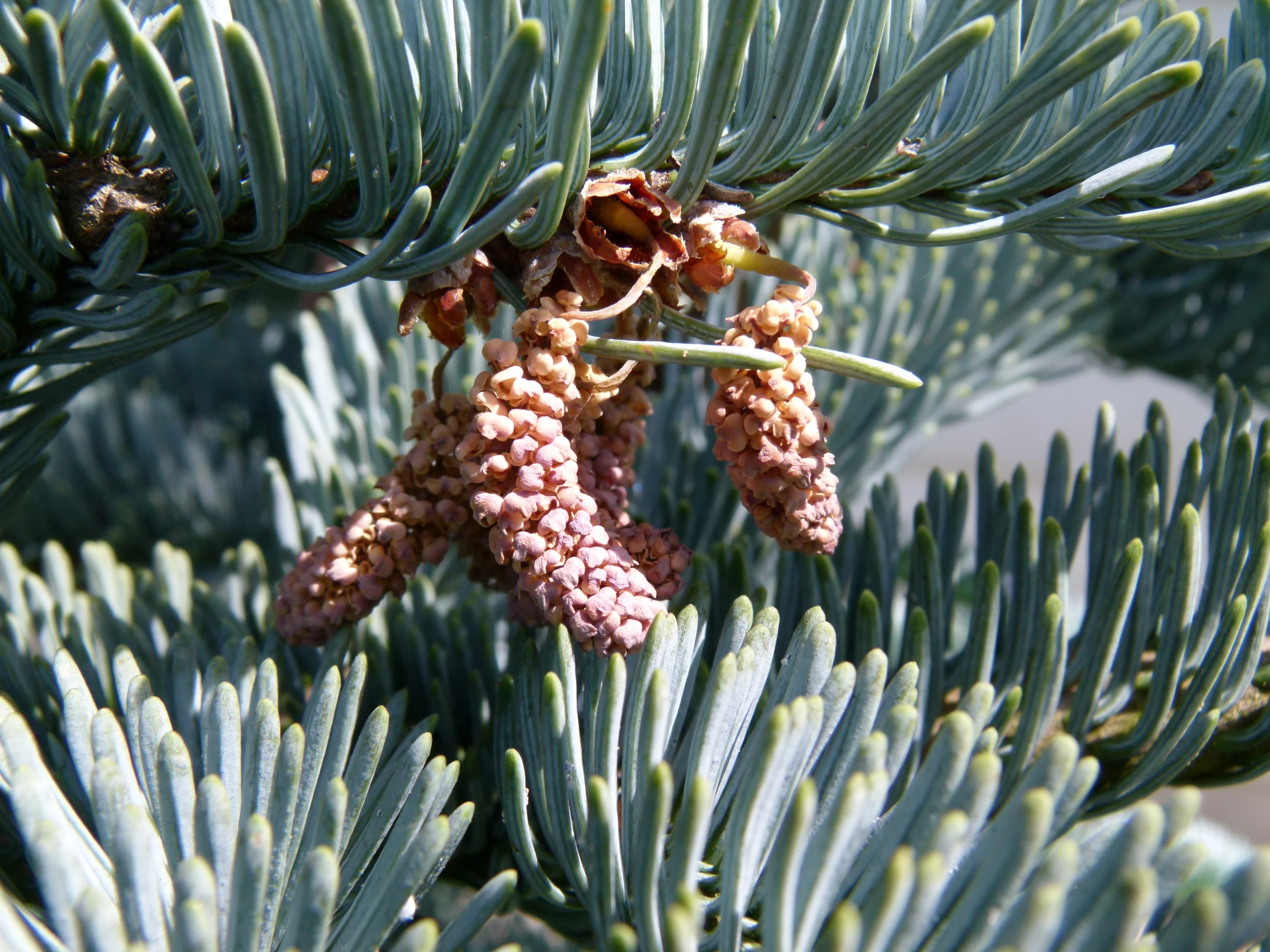 Abies procera 'Glauca' (Jodła szlachetna 'Glauca')