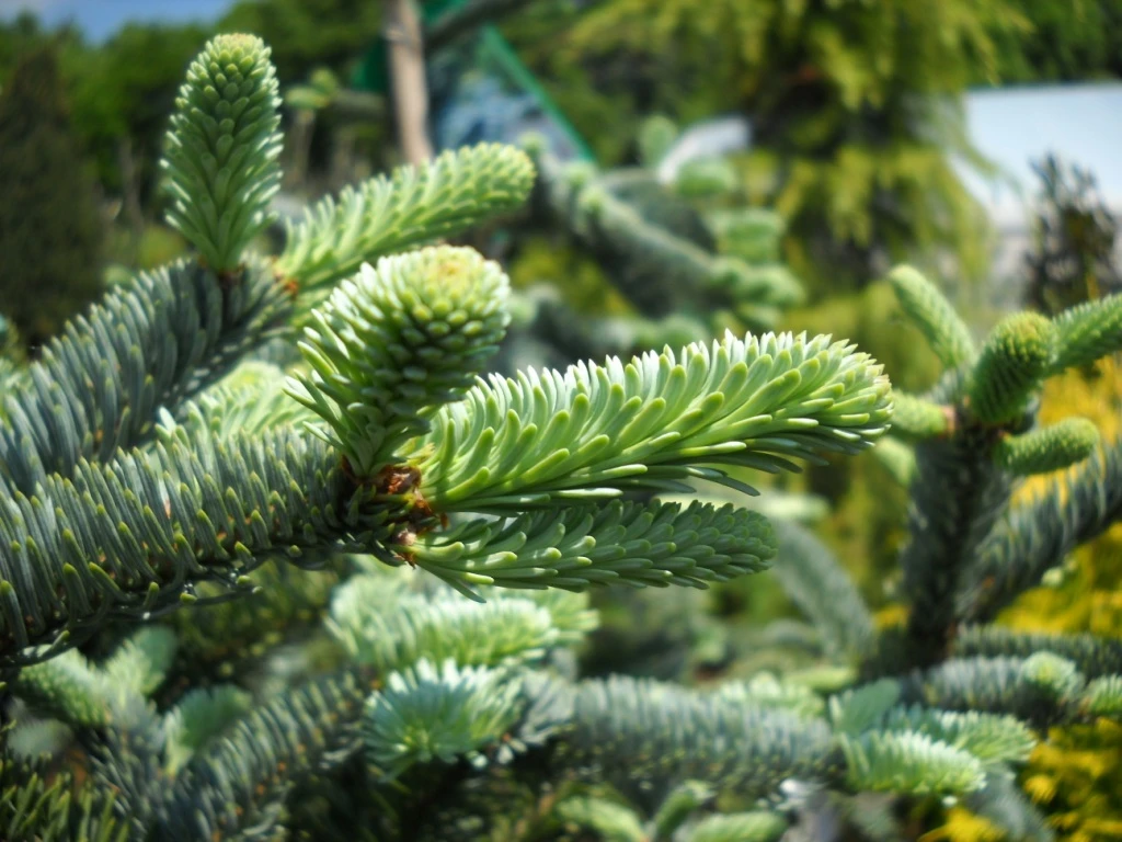 Abies procera 'Glauca' (Jodła szlachetna 'Glauca')